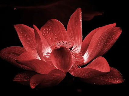 432Hz Root Chakra Healing Music - Vol.2