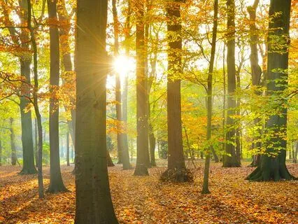 432Hz Shamanic Drumming | Halls Of Planets