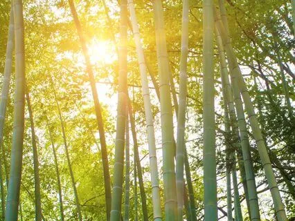 432 Hz Solfeggio Flute And Water Sounds