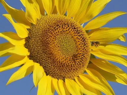 432Hz Stillness Meditation: Healing Music for Calm Awareness