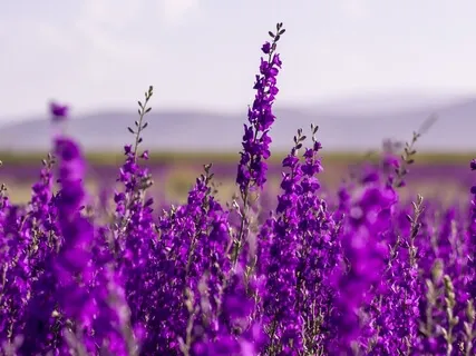 (432Hz Tuning) Beatitude Attune