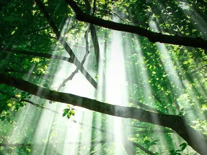 444 Hz Tuning Fork To Clear Negative Energy Around You