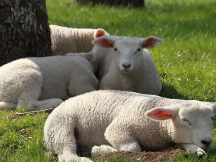 45-Minute  Deep Sleep Nidra And Journey In Spring Nature