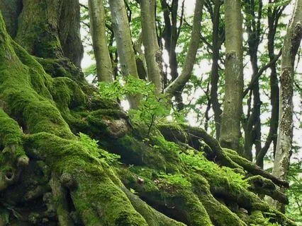 45 Minute Meditation On Being Grounded Like A Tree