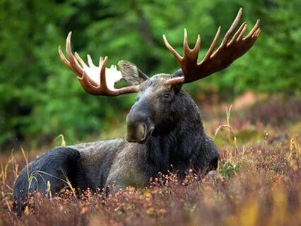 48-Minute Yoga Nidra For A Deep Nervous System Reset