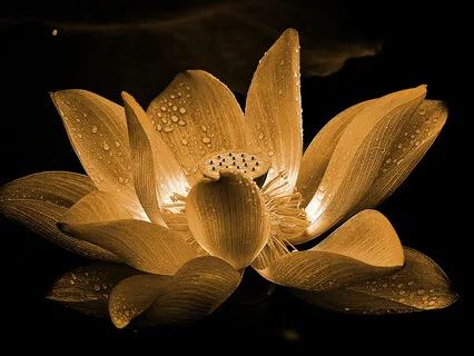 480Hz Sacral Chakra Healing Music - Vol.2