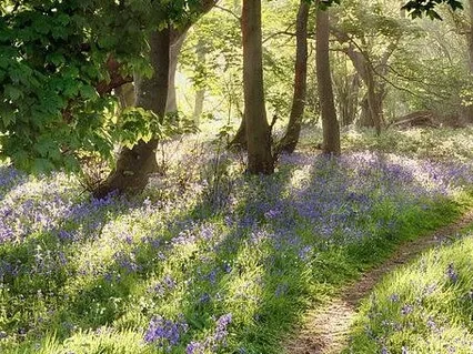 4 Minute Nature Sound Bath