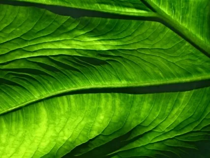 4th Chakra Pure Frequency