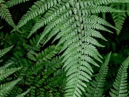 5-4-3-2-1 Grounding Practice