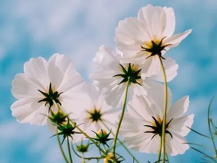 5.5 Breaths/Minute (music only)