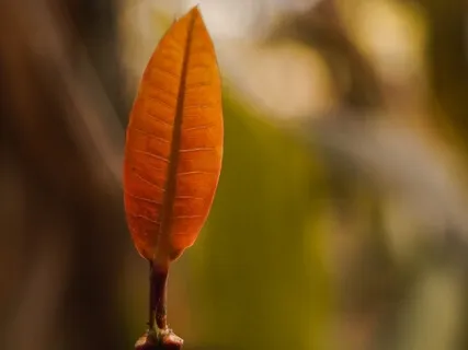 5 - A Mindful Approach To COVID-19: Leaning Into Uncertainty