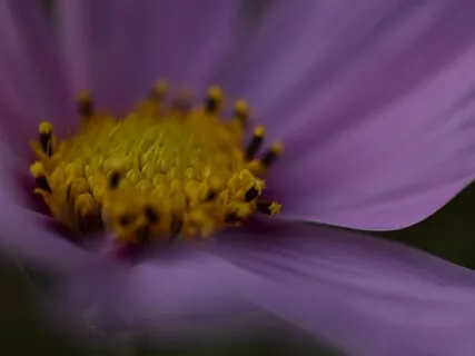 5 Breaths Towards Peace