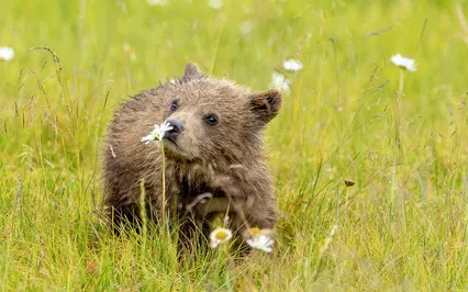 5.5 Breaths Per Minute: Extended Version