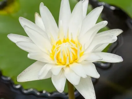 5 Elements Of Love | Session 5 - Respect