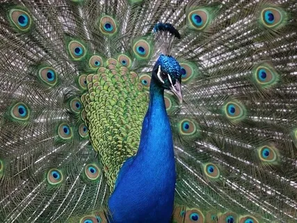 5 Force Healing Mandala Frequencies