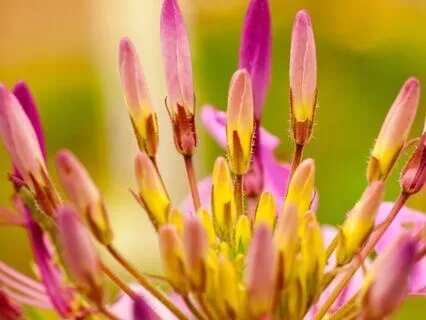 5-Minute Alternative Nostril Breathing