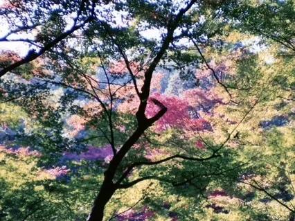 5 Minute Breath Practice With Silence