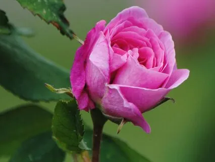 5 Min Heart Chakra Meditation (Binaural Waves)