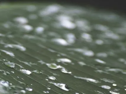 5 Min Pause With Crisp Rainforest Rain For Racing Thoughts