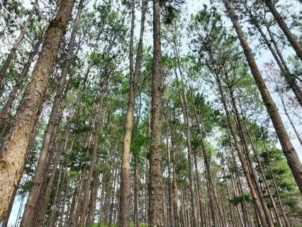 Walking Meditation Nature