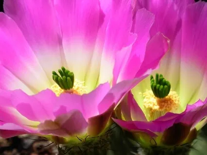 5-Minute Affirmation Practice