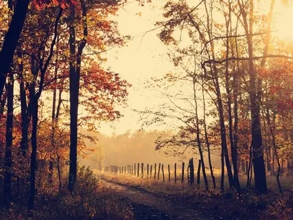 5 Minute Autumn Leaves Meditation