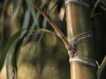 Settle, Center, And Relax With Awareness Of Breath