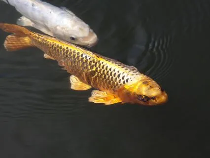 5 Minute Boost Meditation