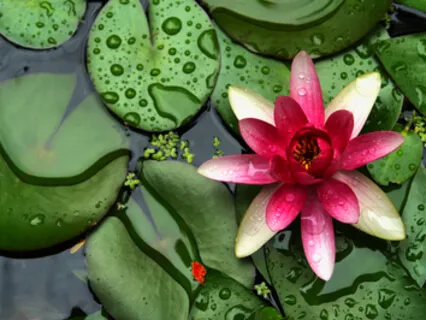 5 Minute Brain Recharge 