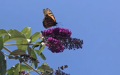 5 Minute Breath Awareness Meditation