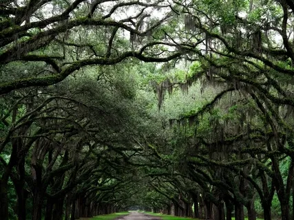 5-Minute Breath Meditation With Gentle Background Chimes