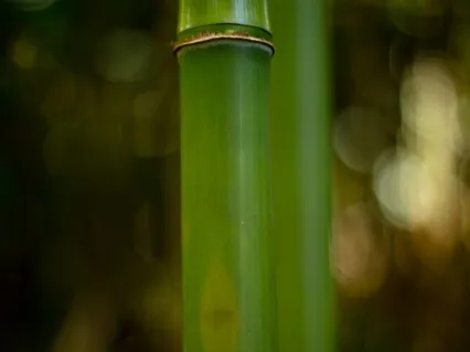 Ease Anxiety With The Breath: Sounds Of Fulfilment