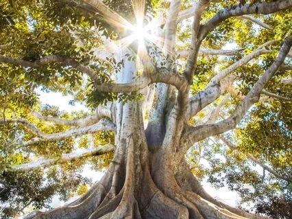 5 Minute Centering In The Now Meditation