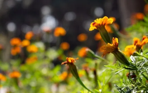 5 Minute Daily Intention