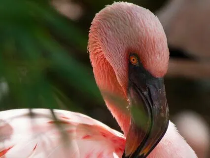 5 Minute Diaphragmatic Breathing - Instrumental