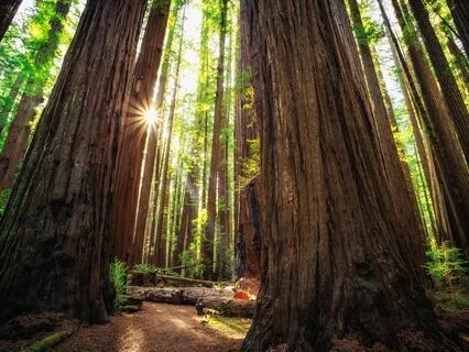 5-Minute Forest Healing Meditation