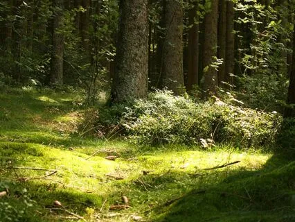 5-Minute Forest Visualization For Peaceful Energy