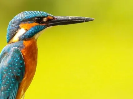 5-Minute Gratitude Meditation