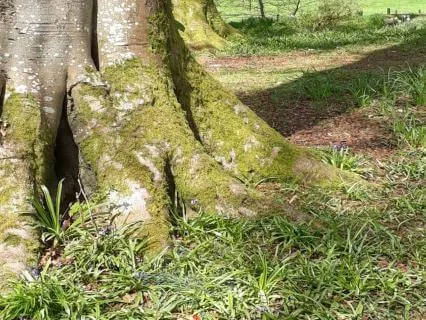 5 Minute Grounding Meditation
