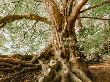 5-Minute Grounding & Re-rooting Meditation