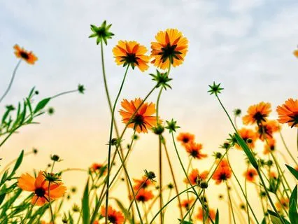 5 Minute Guided Breath Meditation