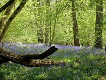 5-Minute Humming & Piano For Relaxation & Immune Boost