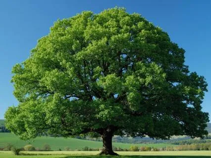 5-Minute Inner Peace Meditation