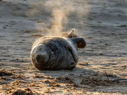 5 Minute Light Language Nervous System Reset For Anxiety