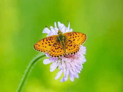 5 Minute Meditation - Feeling Beautiful