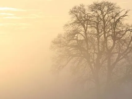 5 Minute Meditation: Morning Ritual