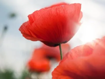 5-Minute Meditation:  Physical Gifts Of The Breath