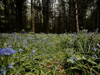 5 Minute Mindful Pause