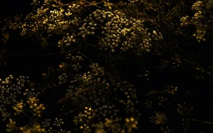 5 Minute Morning Gratitude Guided Meditation