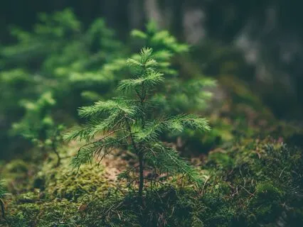 5 Minute Morning Gratitude Meditation